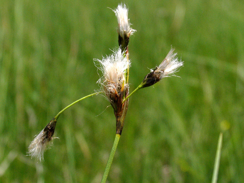 Eriophorum latifolium Hoppe